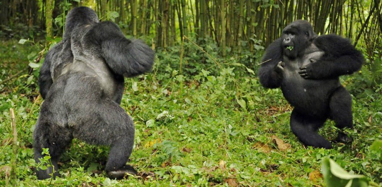 Gorilla Trekking Mutanda Tours